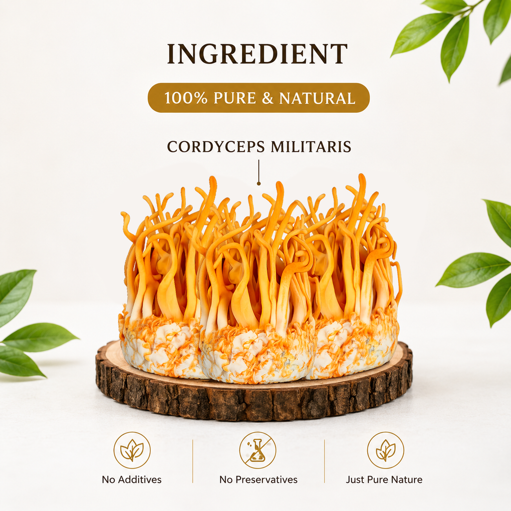 Keeda Jadi – Lab Grown Cordyceps militaris