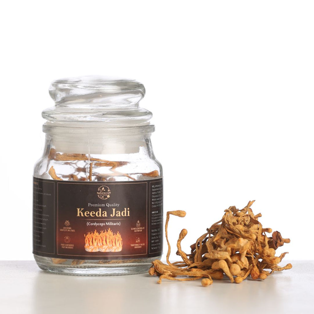 Kida Jadi (Cordyceps militaris) Lab Grown | Energy & Vitality Support