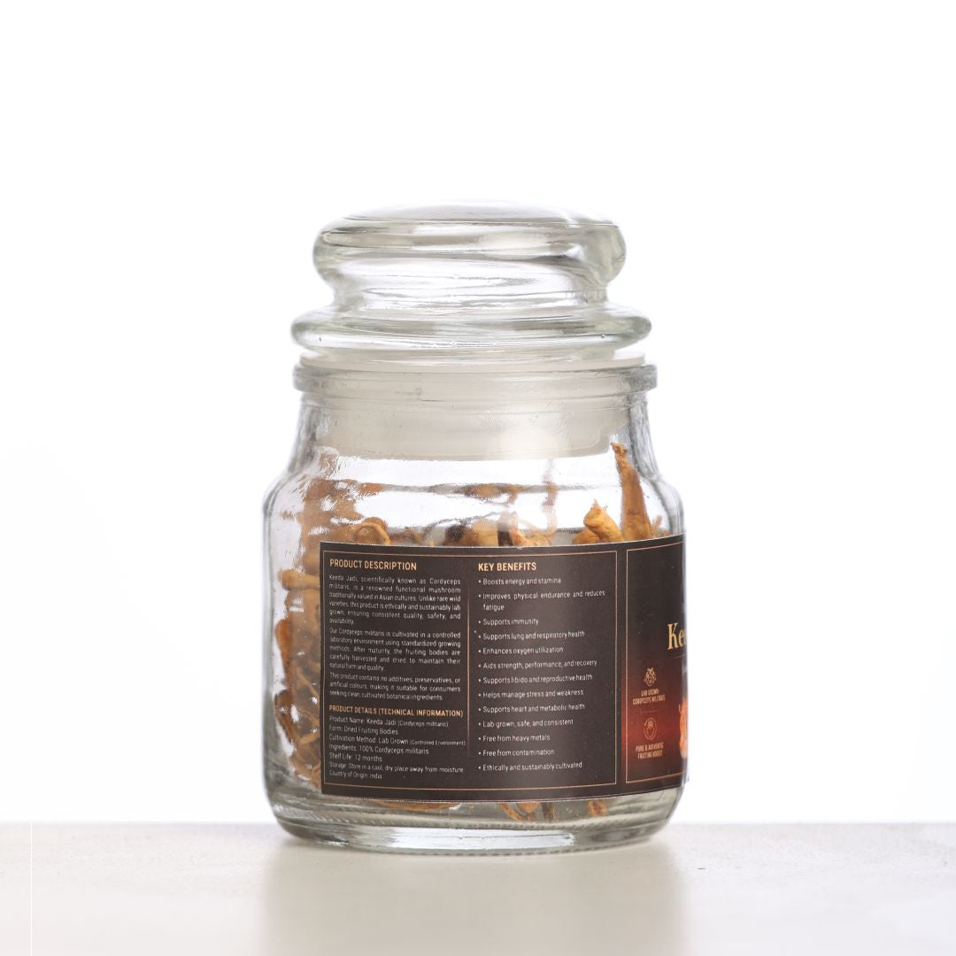 Kida Jadi (Cordyceps militaris) Lab Grown | Energy & Vitality Support